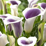 calla -picasso